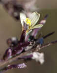 Willowleaf lettuce